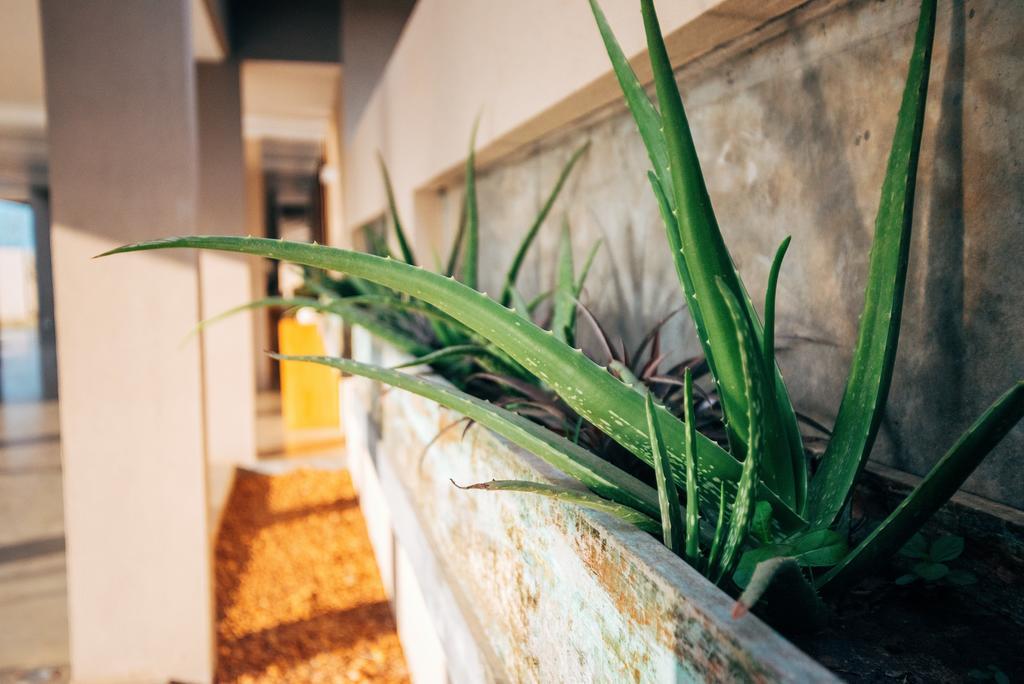 The Palmyrah House Hotel Mannar Exterior photo